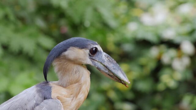A close up, full frame view of a boat billed heron or cochlearius cochlearius as it turns its head looking around the frame.