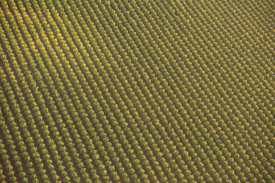 Aerial view of rows of fruit trees in an orchard with geometric patterns and golden sunlight in Fresno, California, United States.