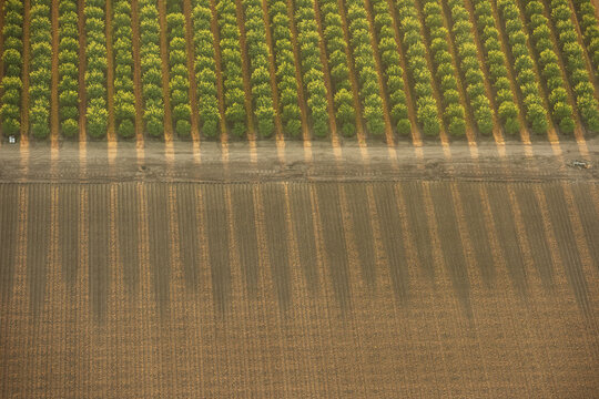 Aerial view of an orchard with rows of trees casting long shadows across a dirt road onto a tilled field in Fresno, California, United States.