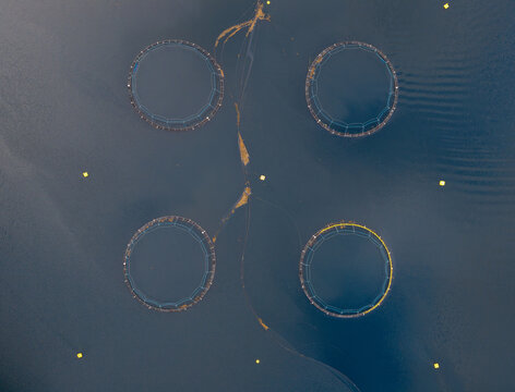 Aerial view of circular fish farming cages floating in the deep blue water of a fjord in Fjord, More og Romsdal, Norway.