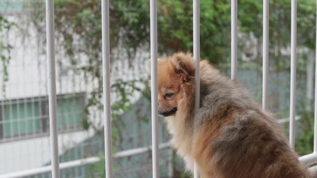 夏の朝の家のベランダで風景を見る可愛いポメラニアンの姿
