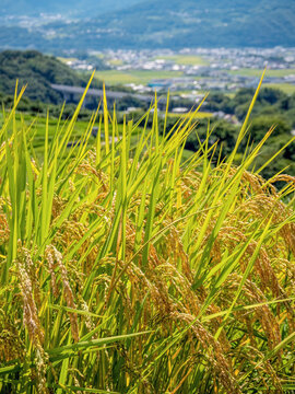 黄金色に実り始めた稲穂とぼけた田園風景