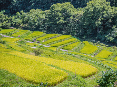 田園風景 稲穂 田園」の写真素材 | 48,641件の無料イラスト画像