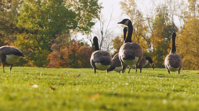 A captivating ground-level view captures a flock of canada geese gracefully strolling and grazing on a vibrant green lawn during a sun-drenched autumn day.