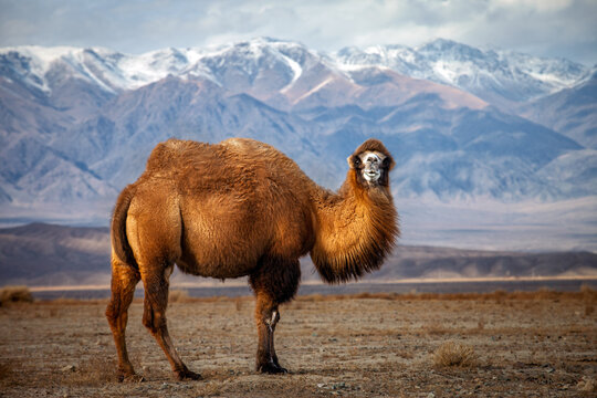 chameau de Bactriane (Camelus bactrianus) au Kirghizistan
