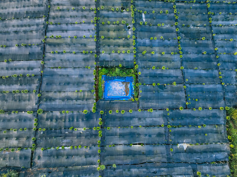 Aerial view of Goalpara Tea Park featuring rows of tea plants protected by black shade netting and a central blue water reservoir in Kecamatan Sukaraja, Jawa Barat, Indonesia.