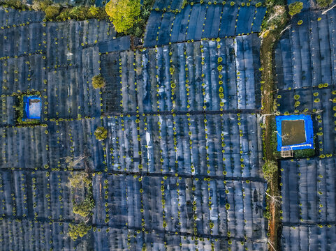 Aerial view of Goalpara Tea Park featuring rows of tea plants covered by black shade cloths, small water reservoirs, and surrounding trees in Kecamatan Sukaraja, Jawa Barat, Indonesia.