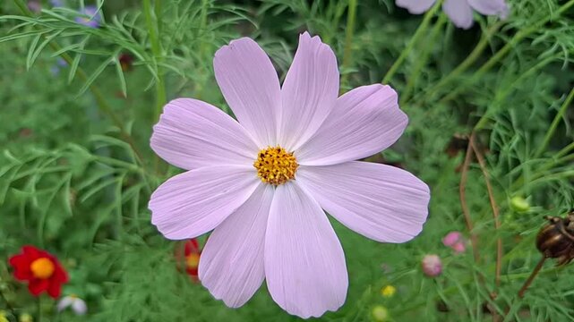 A serene close-up shot of a single pink cosmos flower moving softly in a light breeze. Relaxing and peaceful nature background stock video footage.
