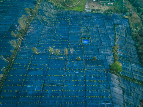 Aerial view of Goalpara Tea Park featuring rows of tea plants protected by blue netting, a vibrant blue water reservoir, and scattered trees in Kecamatan Sukaraja, Jawa Barat, Indonesia.