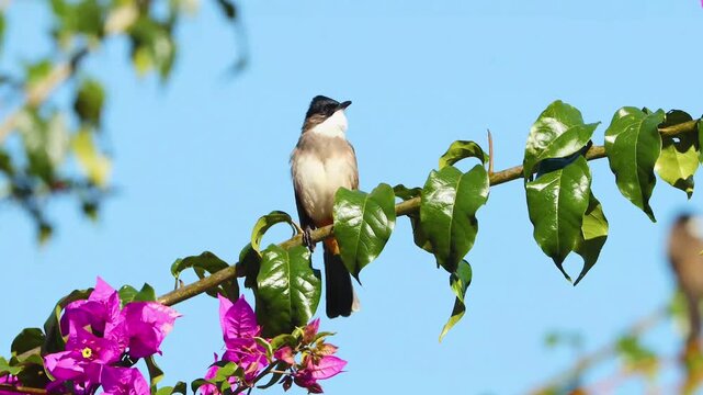 Beautiful songbird with black crest perched on a leafy branch with vibrant pink flowers against a clear blue sky