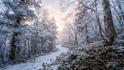 Fototapeta premium Snow-Covered Forest Path with Frosted Trees and Soft Winter Light