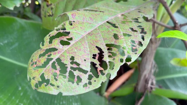 Close-Up of Damaged Leaf with Irregular Holes and Visible Veins, 4K