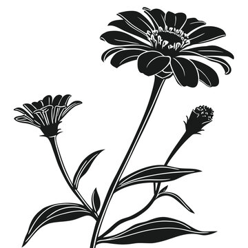 zinnia botanical illustration silhouette on white background