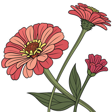 zinnia botanical illustration colorful on white background