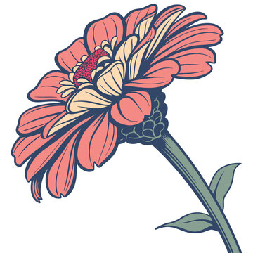 vintage zinnia colorful on white background
