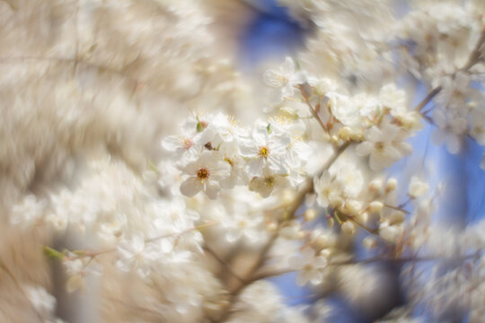 Abstract soft focus bright white spring floral background. Glow from custom single glass lens on plum blossoms.