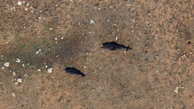 Aerial view of two black cows grazing in a dry, rocky, and grassy field in Golden, Colorado, United States.