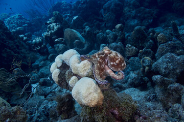 Caribbean reef octopus resting on coral-covered reef © zimagine