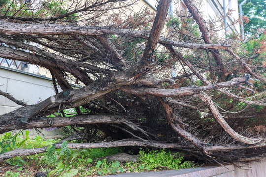 Large pile of felled tree trunks and cut branches ground during urban landscaping, city park improvement and wood clearing works.