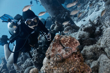 Scuba diver observing a camouflaged octopus on an artificial reef © zimagine