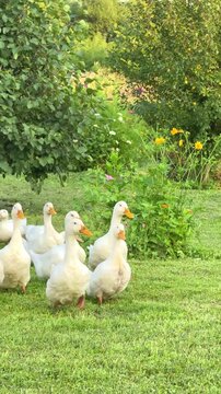 On the lush green lawn, a flock of snow‑white domestic ducks with bright orange beaks is peacefully strolling. The vibe of beautiful country life.