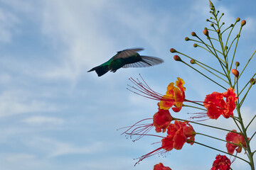 Obraz premium Blue-tailed Emerald hummingbird (Chlorostilbon mellisugus) hovering near tropical flowers in Bonaire, Caribbean