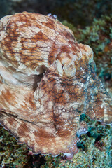 Close-up portrait of a reef octopus underwater on a Caribbean coral reef in Bonaire © zimagine