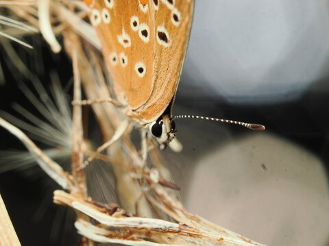 Mariposa morena de la sierra (Aricia agestis) posada en una planta seca. Captura detallada de este lepid&oacute;ptero de tonos marrones y naranjas, ideal para proyectos de ecolog&iacute;a y biodiversidad.