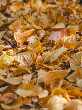 Vertical carpet of golden autumn foliage in park on a sunny day. Detailed view of leaf veins, warm yellow and orange shades, october mood, copy space on top for seasonal banner design.