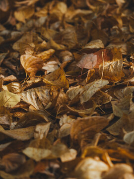 Vertical matte texture of dry golden foliage carpet under trees in october. Atmospheric minimalism, deep shadows, brown earthy tones, melancholy mood, empty space for smartphone wallpaper
