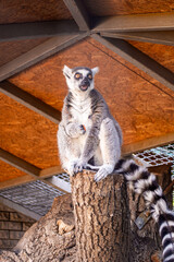 Fototapeta premium A ring-tailed lemur sitting on a wooden stump and eating in a zoo enclosure.