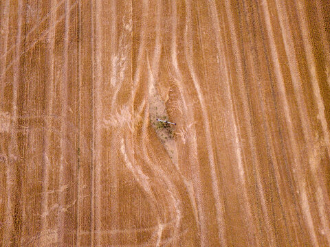 Aerial view of a freshly harvested golden wheat field with distinct tractor tracks and a small patch of vegetation in Looe, Cornwall, United Kingdom.
