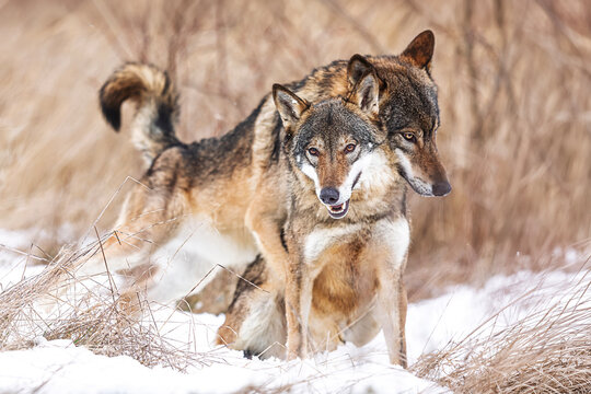Two Gray wolves Canis lupus walking together across snowy winter habitat landscape