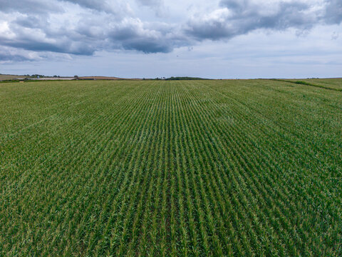 Aerial view of a vast green cornfield with rows of crops under a cloudy sky in the rural landscape Looe, Cornwall, United Kingdom.