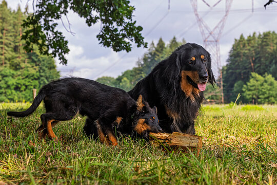 Hovawart dog with female Bohemian Shepherd puppy, Canis lupus familiaris