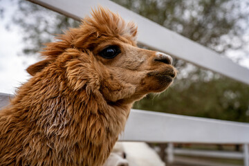 Obraz premium Brown fluffy huacaya alpaca head in profile standing by white wooden fence in farm paddock, representing wool production, camelid husbandry, and agritourism.