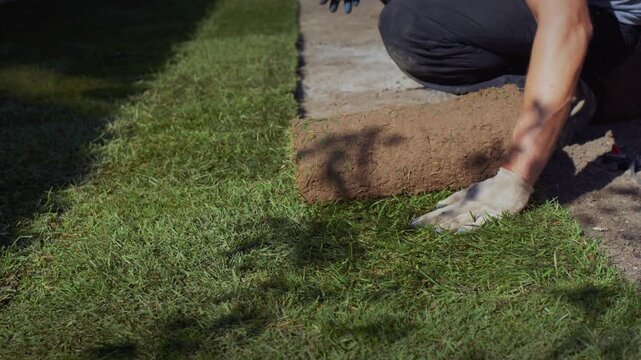 Gardener hands installing fresh turf rolls for landscaping in backyard garden.