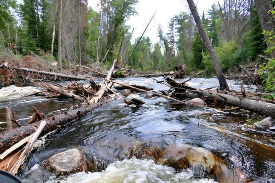 Rushing river flowing through fallen logs in a wild forest