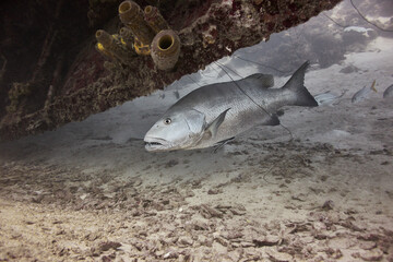 Cubera snapper (Lutjanus cyanopterus) swimming beneath a shipwreck © zimagine