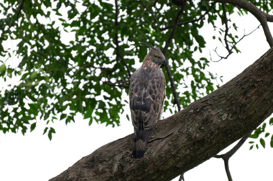 A Crested Hawk eagle sitting on a tree bough, showing sharp yellow eyes, hooked beak, and boldly streaked breast plumage. Set against green foliage in its natural habitat.