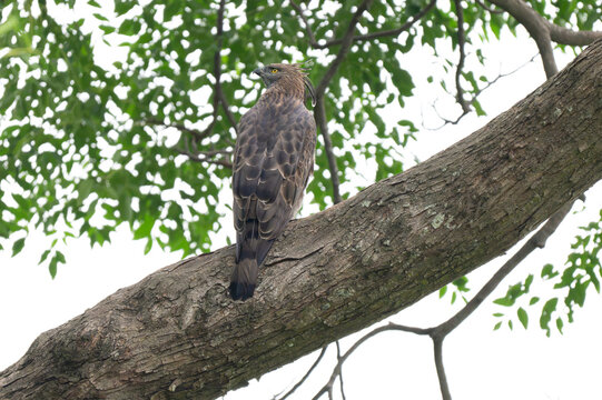A Crested Hawk eagle sitting on a tree bough, showing sharp yellow eyes, hooked beak, and boldly streaked breast plumage. Set against green foliage in its natural habitat.