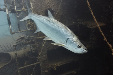 Atlantic tarpon (Megalops atlanticus) swimming beside a shipwreck © zimagine