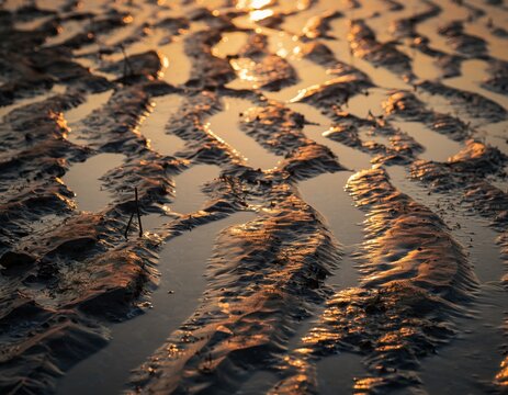 Golden hour light reflecting on wet sand ripples and mudflats at low