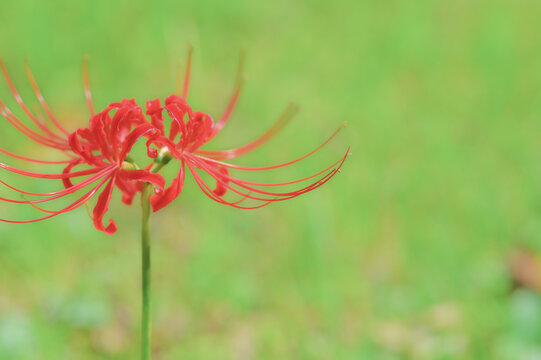 Red Spider Lily Blooming in a Japanese Field