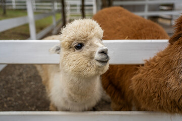 Fototapeta premium White fluffy alpaca looking over white wooden fence in farm paddock next to brown alpaca, representing animal husbandry, wool production, and agritourism.