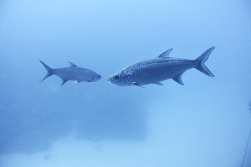 Two Atlantic tarpon (Megalops atlanticus) swimming in blue water © zimagine