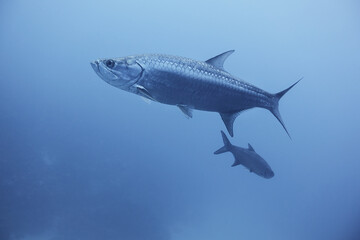 Atlantic tarpon (Megalops atlanticus) swimming in open blue water © zimagine