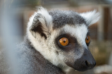 Fototapeta premium Close-up of a ring-tailed lemur with bright amber eyes and black-and-white coloring.