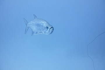 Atlantic tarpon (Megalops atlanticus) swimming in open blue water © zimagine