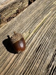 oat seed or acorn fail under the tree © kitty